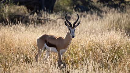 Portrait of a springbuck ram