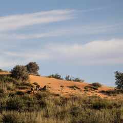 Male lions on a red sand dune