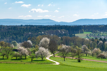 Fototapeta na wymiar Blick über die Kraichgauhügel zum Schwarzwald