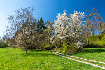 Blühender Waldrand im Frühling
