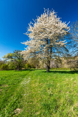 Obraz premium Blühender Kirschbaum im Frühling