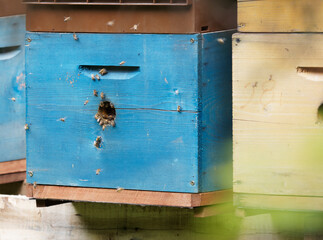 Close up of flying bees. Wooden beehive and bees.