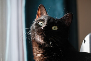 La chatte noire
