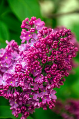 purple lilac blooms beautifully in spring
