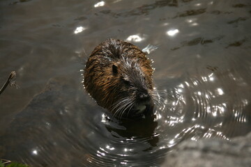 otter swimming in the water