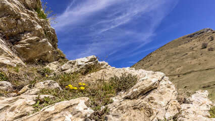 Mountain landscape with yellow flowers in the foreground