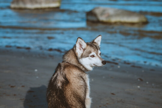 Mini Husky" Images – Browse 242 Stock Photos, Vectors, and Video | Adobe  Stock
