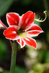 Red and white tropical flower native to Sri Lanka