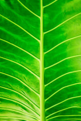 abstract Green leaf background	
