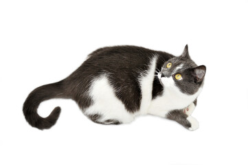 the cat looks up on a white background