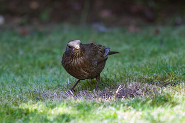 Female blackbird feeding on a lawn in a garden.