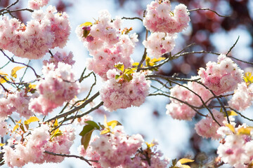 Cherry Blossom in Spring