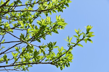 新緑の季節　緑と青空