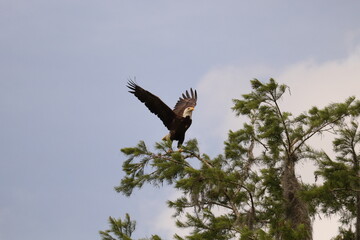 Bald Eagle Ascent to the Heavens