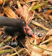Moorhen Parent Disciplining a Chick