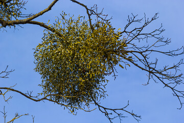 A sick withered tree attacked by mistletoe, viscum. They are woody, obligate hemiparasitic shrubs