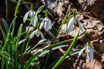 White snowdrop flower, close up. Galanthus blossoms illuminated by the sun in the green blurred background, early spring. Galanthus nivalis bulbous, perennial herbaceous plant in Amaryllidaceae family