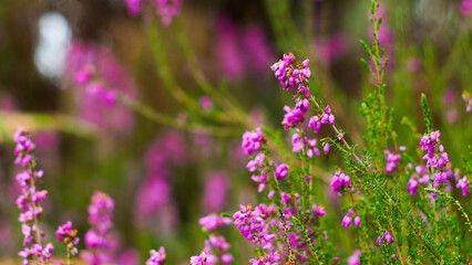 Obraz premium Macro de fleurs de bruyère sauvages