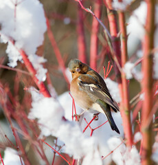 Female Chaffinch perched on a red Acer branch covered in snow on a sunny winter day.  The bird is looking into the camera.