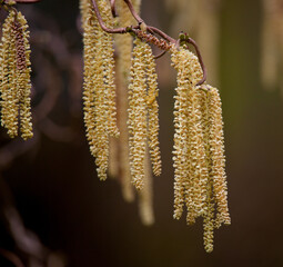 A bunch of catkins have from a hazel branch in a garden in the spring.