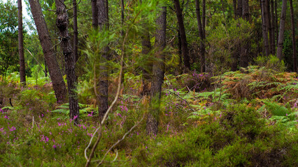 Paysage de la forêt des Landes de Gascogne, arborant des couleurs automnales