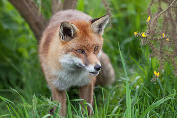 Naklejka na ściany i meble Red Fox (Vulpes vulpes) Standing