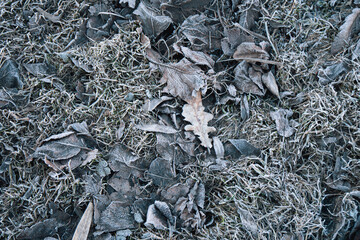 Frozen leaves on the ground in spring 