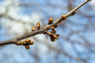 budding buds on a tree branch in early spring macro