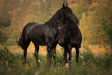 Two beautiful black horses hugging as friends