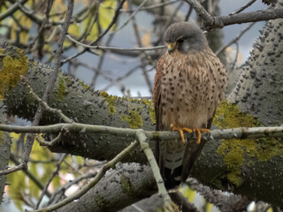 Kestrel sitting on a branch