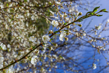 Spring blossoms of Spreading Plum tree, Prunus divaricata, white flowers blooming during Spring Sakaru season. Macro closeup
