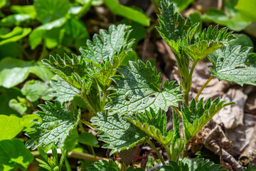 Stinging nettles, Urtica dioica, in the garden. Green leaves with serrated edges