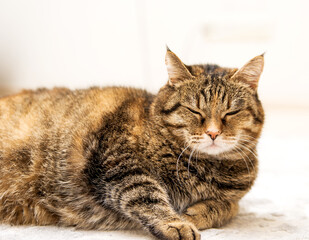 fat cat lies on a light floor.