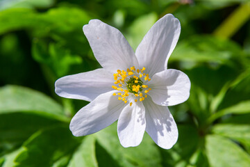 White springflowers of Anemone Nemorosa during a sunny day at forest floor during springtime