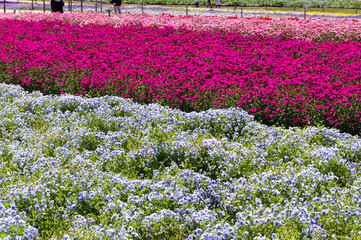 ナガシマリゾート　なばなの里の花ひろば