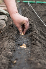 hand planting germinated onion seeds in bed with soil in spring.