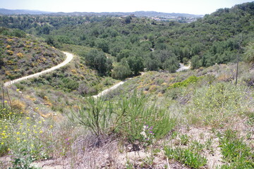 Fototapeta na wymiar Blick auf Wanderweg im O’Neill Regional Park bei Irvine in Kalifornien 