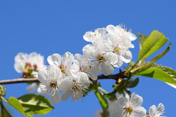 white blossoms of a cherry tree with a blue sky as background
