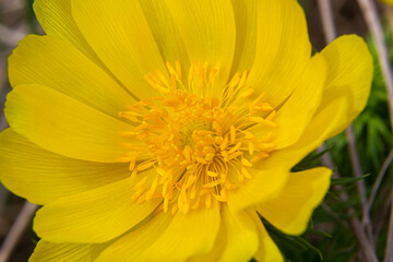Adonis vernalis is a perennial flowering plant in sping garden. Adonis vernalis is a medicinal plant. Yellow Adonis flowers in natural background