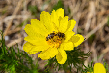 Honey bee on blooming adonis flower, Spring background, honey bee pollinating wild yellow flower