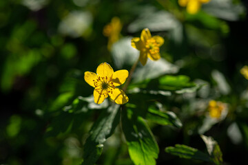 Spring yellow small flowers nature background