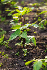 Young plants ob black beans growing in garden organic food homegrown