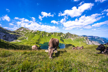 Kühe weiden am Schrecksee