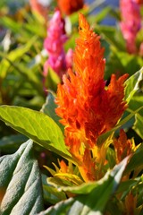 ウモウゲイトウ 'キモノ'シリーズ 4