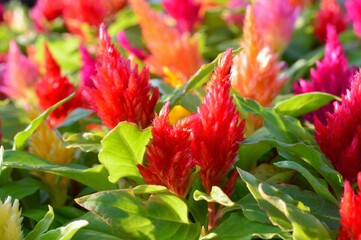 ウモウゲイトウ 'キモノ'シリーズ 6