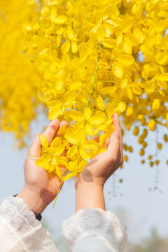 Golden shower flowers or Cassia fistula flowers on hands	