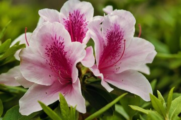 Fototapeta na wymiar ツツジの花壇。ピンク色。アップ。