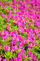 ツツジの花壇。ピンク色。