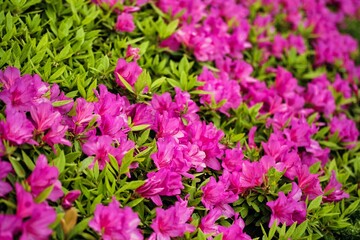 ツツジの花壇。ピンク色。