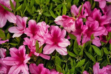 ツツジの花壇。ピンク色。